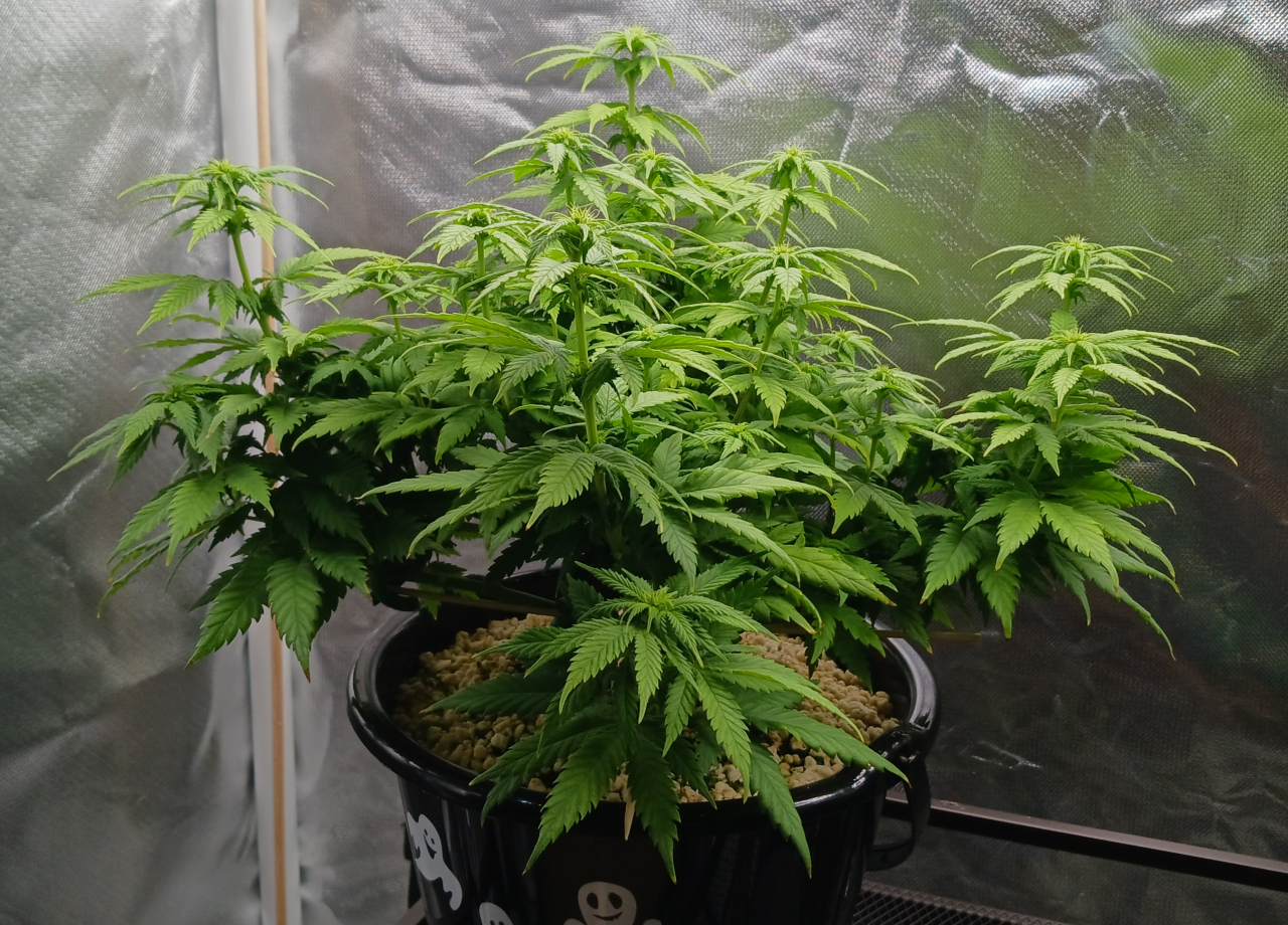 Girl Scout Cookies 06 January 2025.jpg