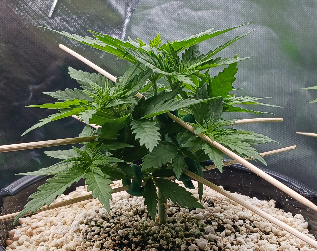 Girl Scout Cookies 07 December 2024.jpg