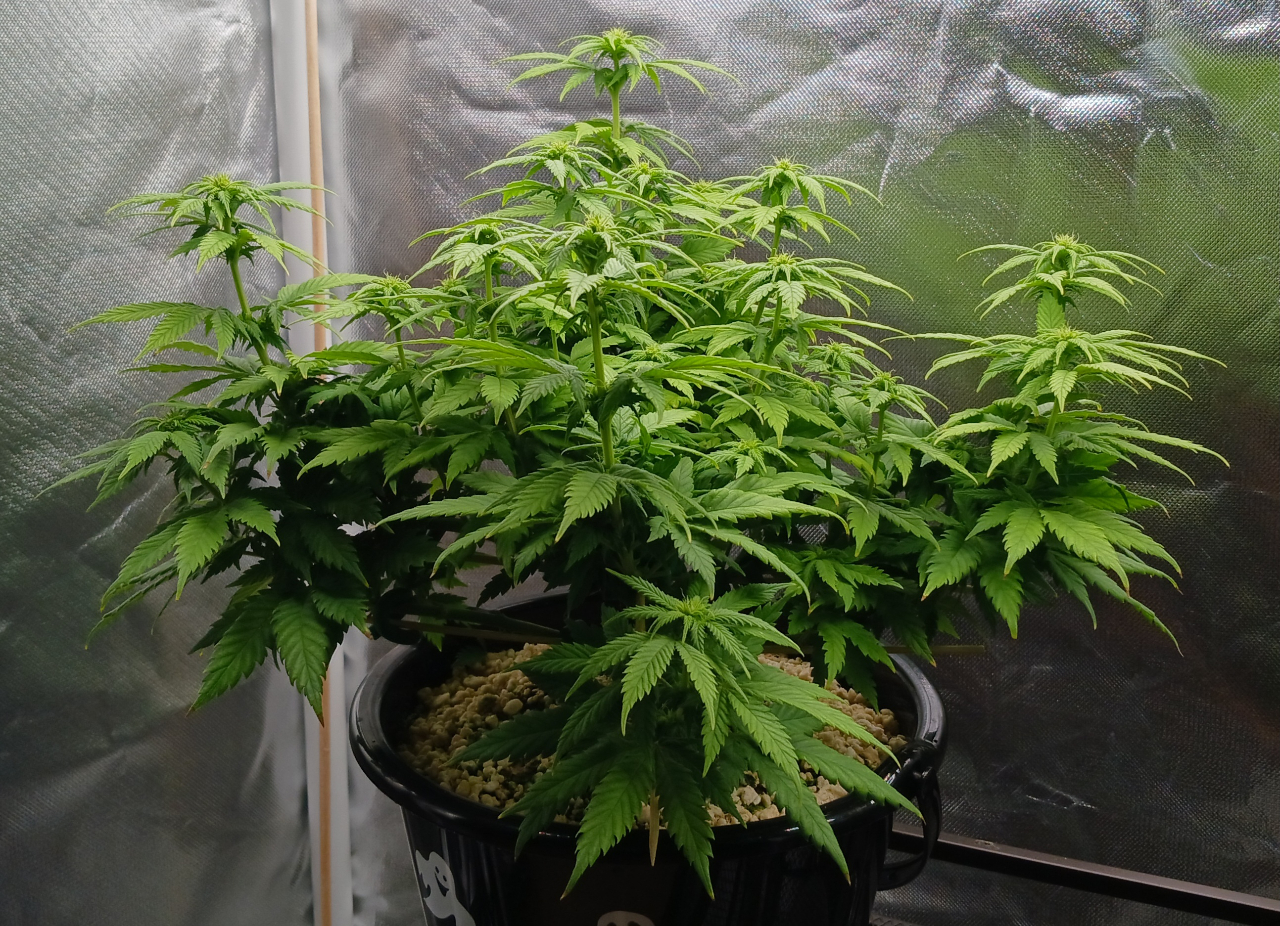 Girl Scout Cookies 07 January 2025.jpg