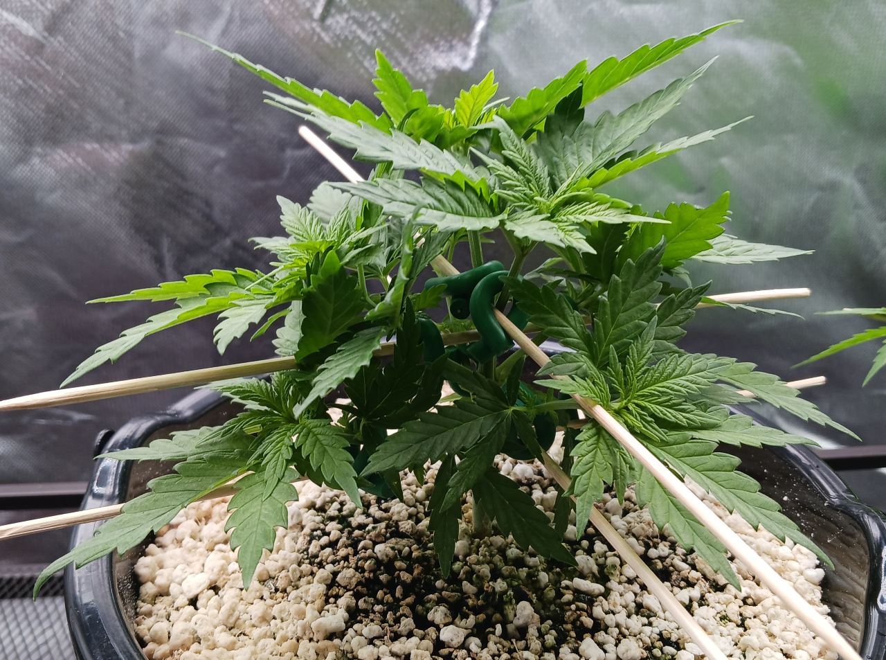 Girl Scout Cookies 08 December 2024.jpg