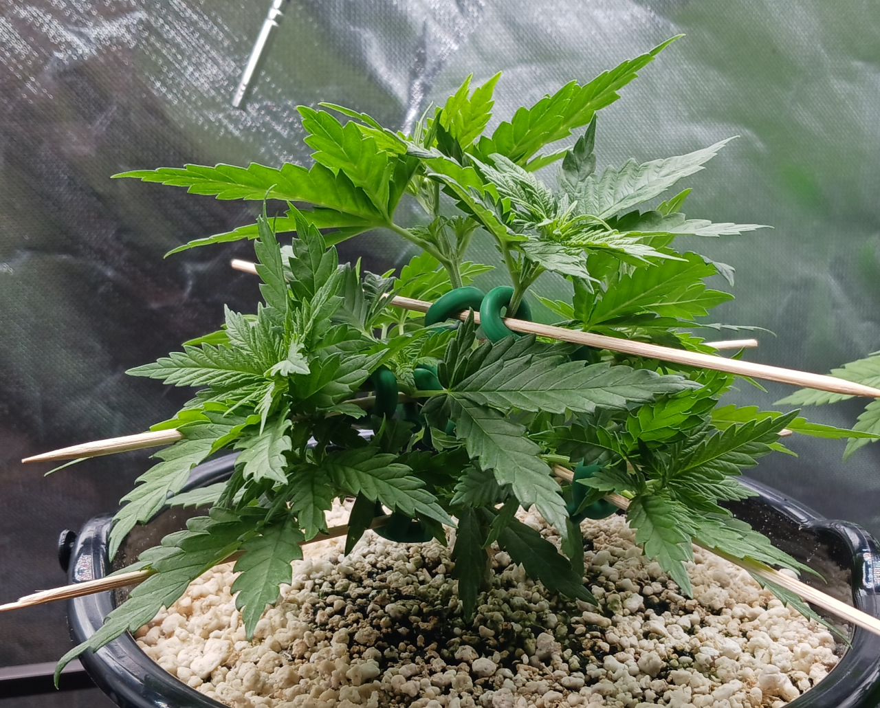 Girl Scout Cookies 09 December 2024.jpg