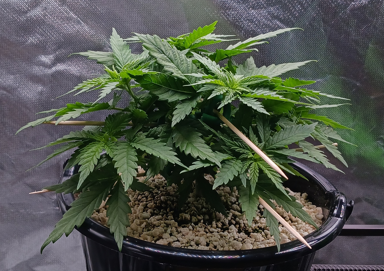 Girl Scout Cookies 12 December 2024.jpg