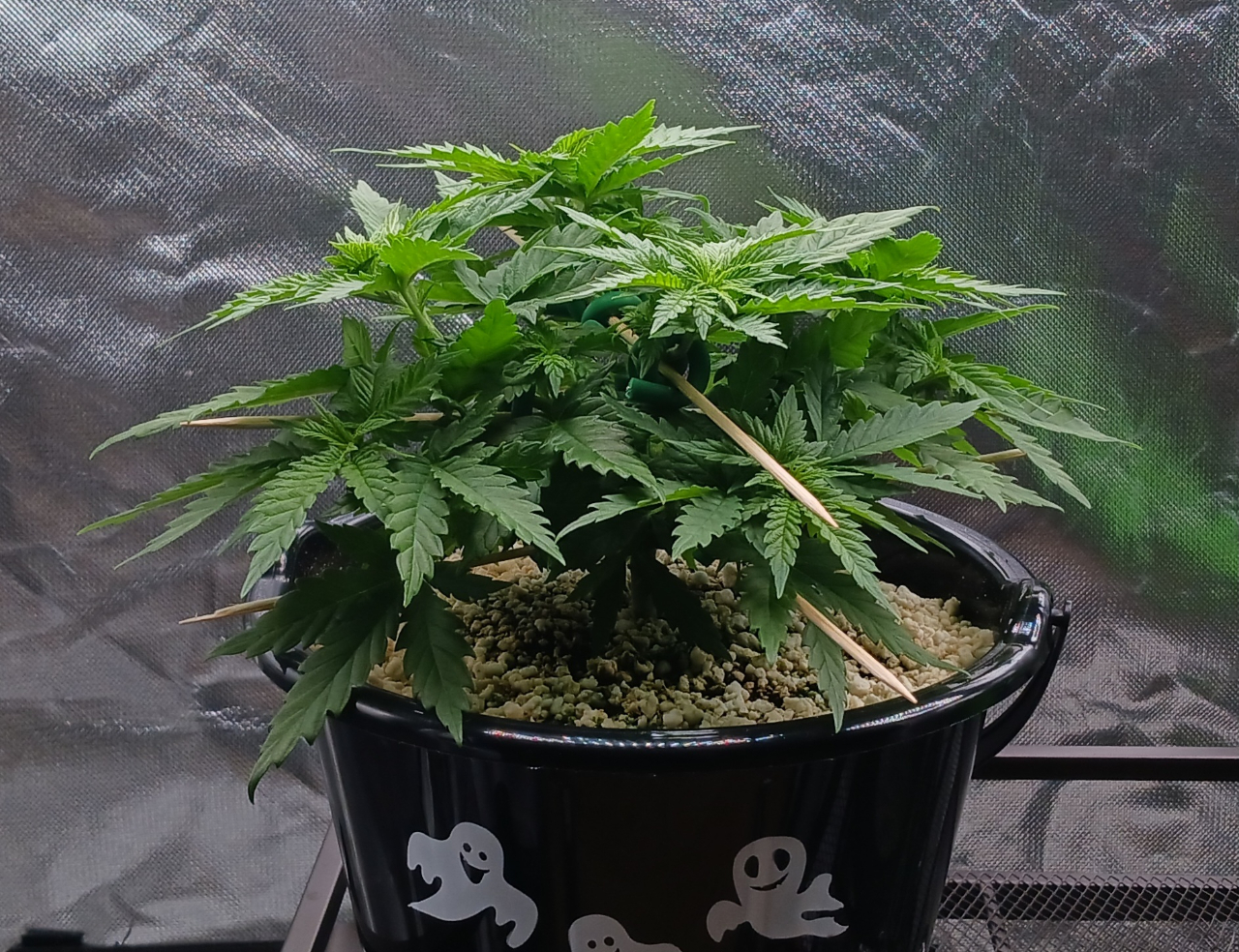 Girl Scout Cookies 13 December 2024.jpg