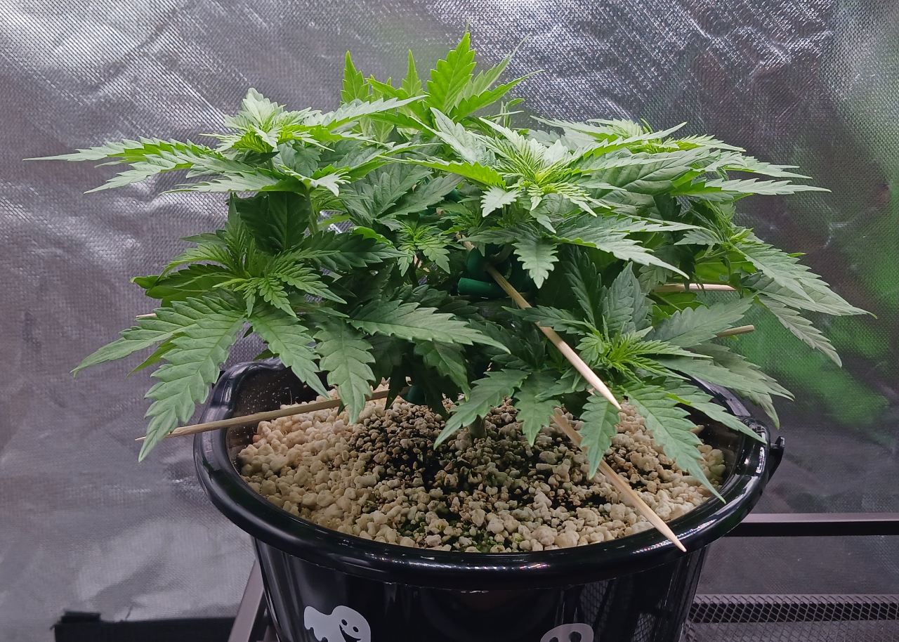 Girl Scout Cookies 15 December 2024.jpg