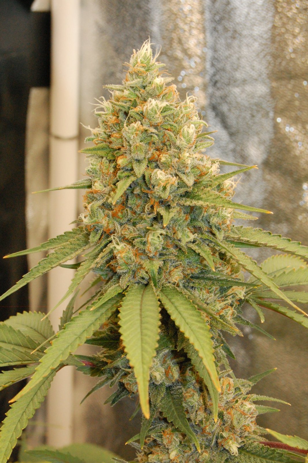 girl-scout-cookies-bud-711.JPG