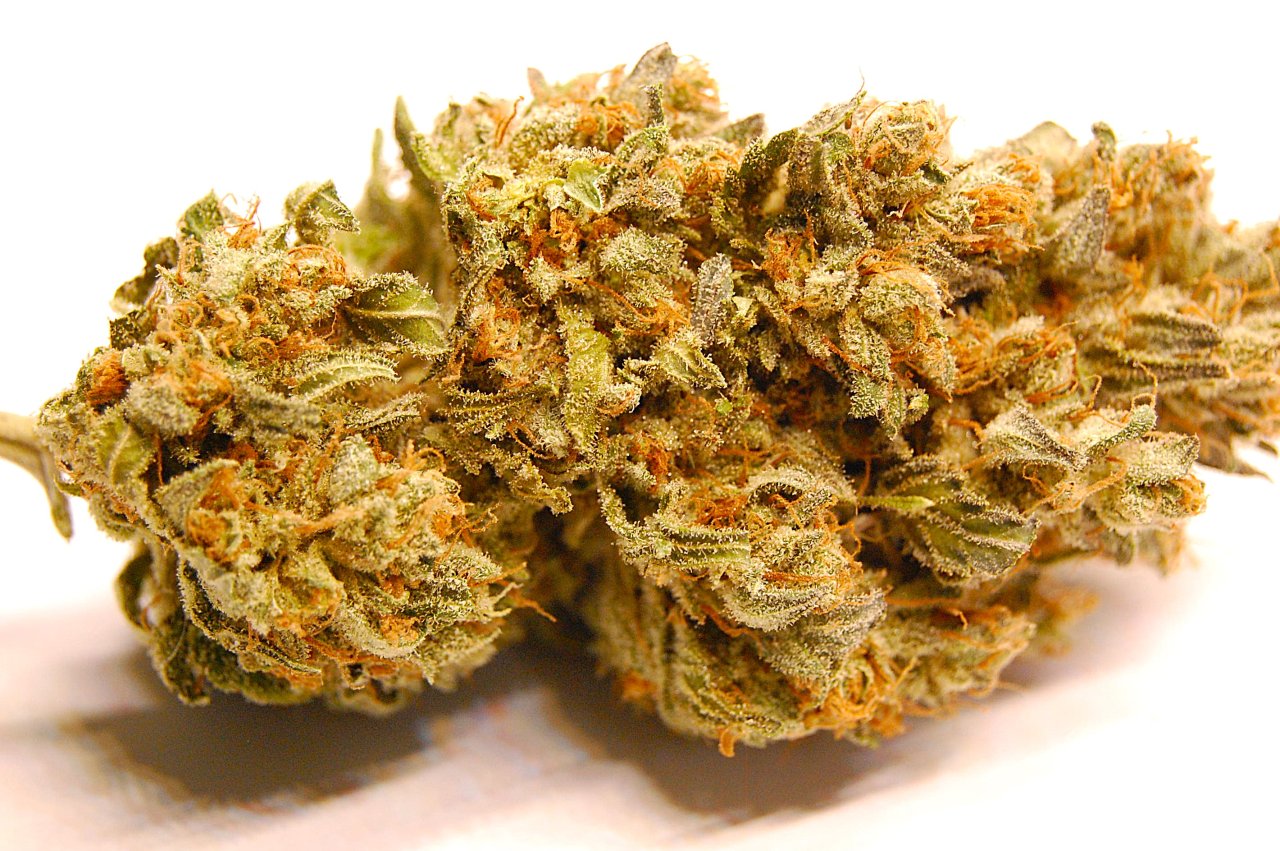 girl-scout-cookies-bud-cured.JPG