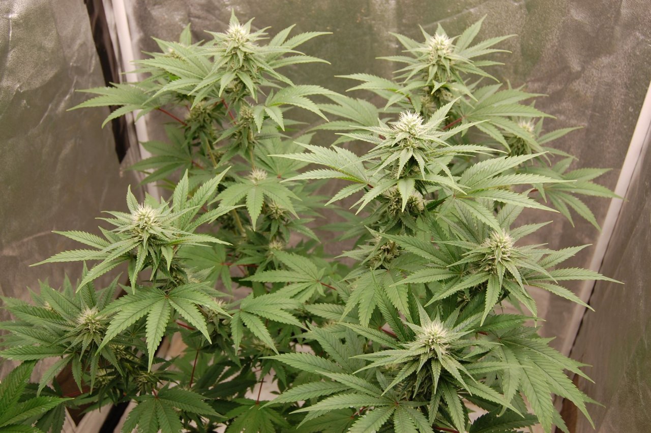 Girl Scout Cookies Budding in Coco