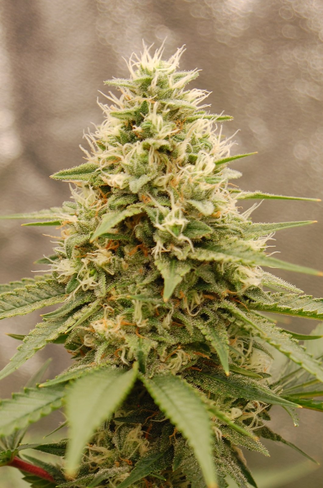 girl-scout-cookies-cola.JPG