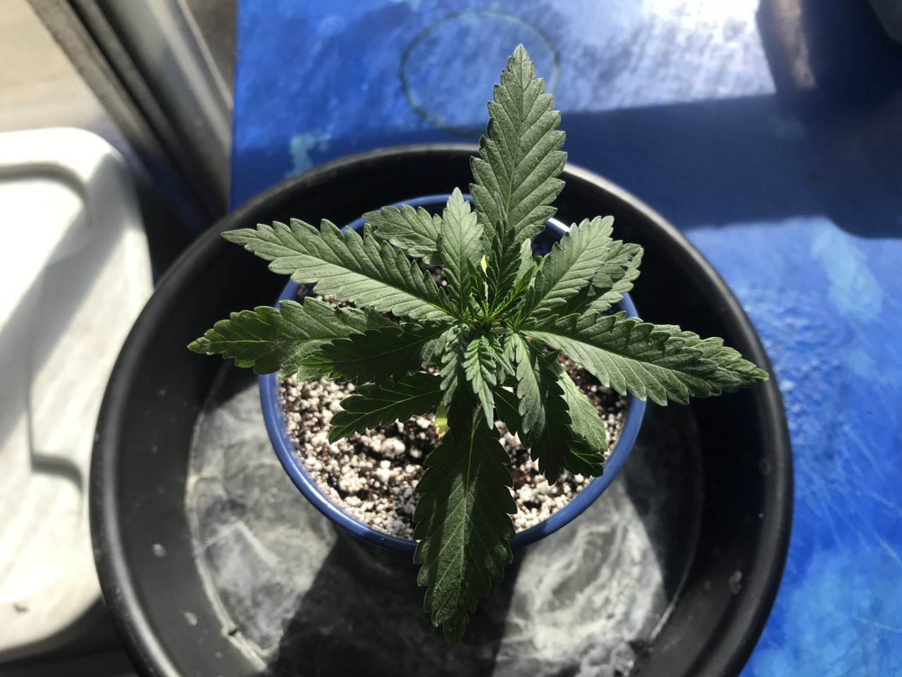 Girl Scout Cookies-Day 21-b.JPG