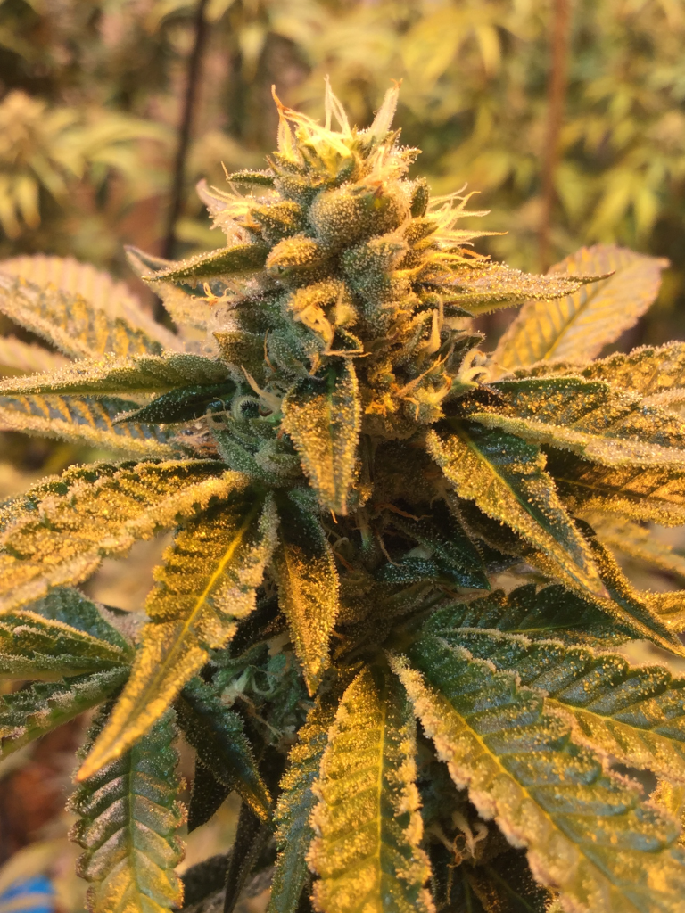 Girl scout cookies forum cut