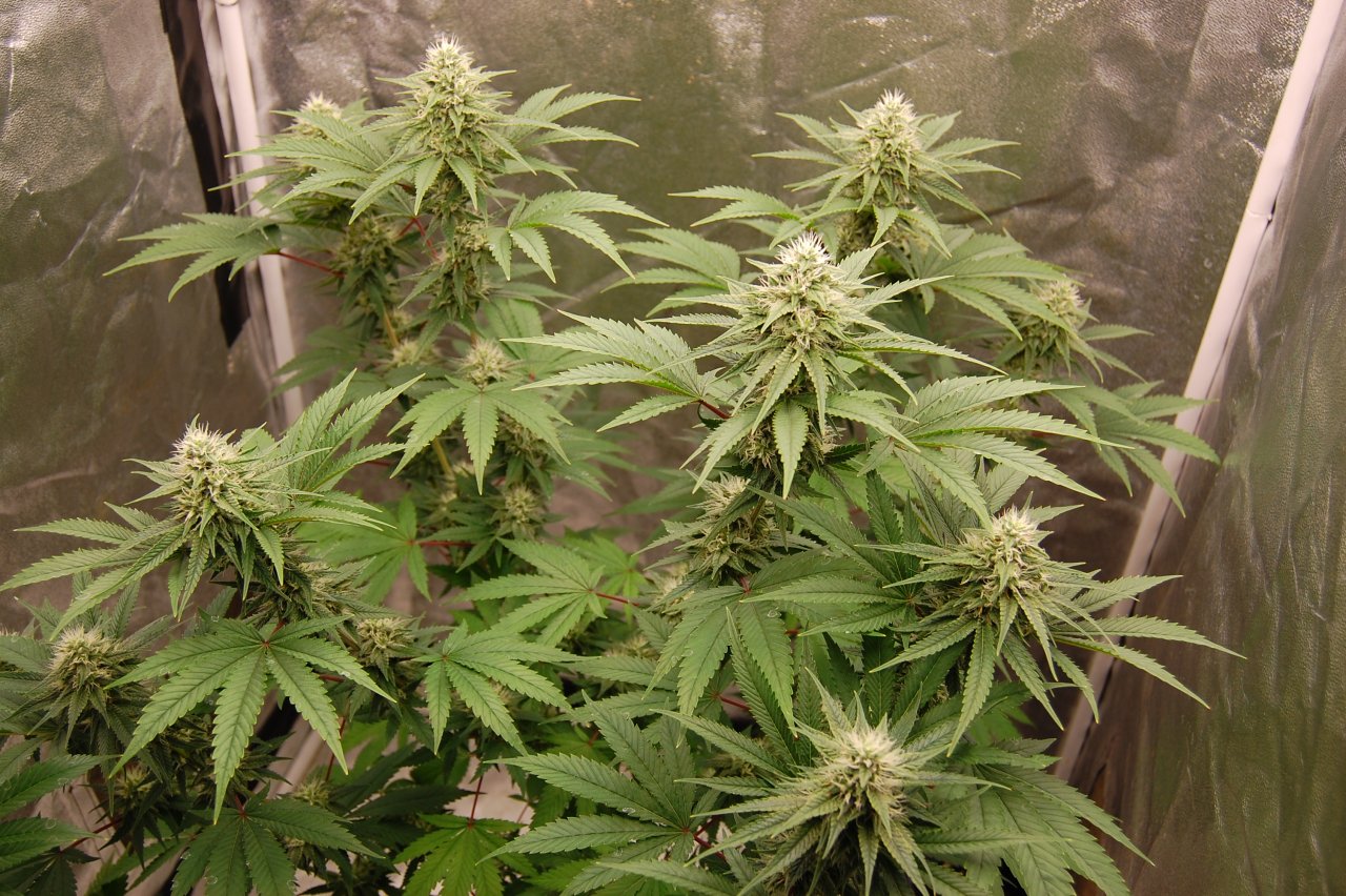 Girl Scout Cookies Full Flower, Coco Grow