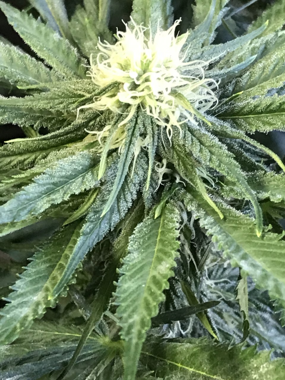 Girl Scout Cookies (Gemma)-Day 14F-u.JPG