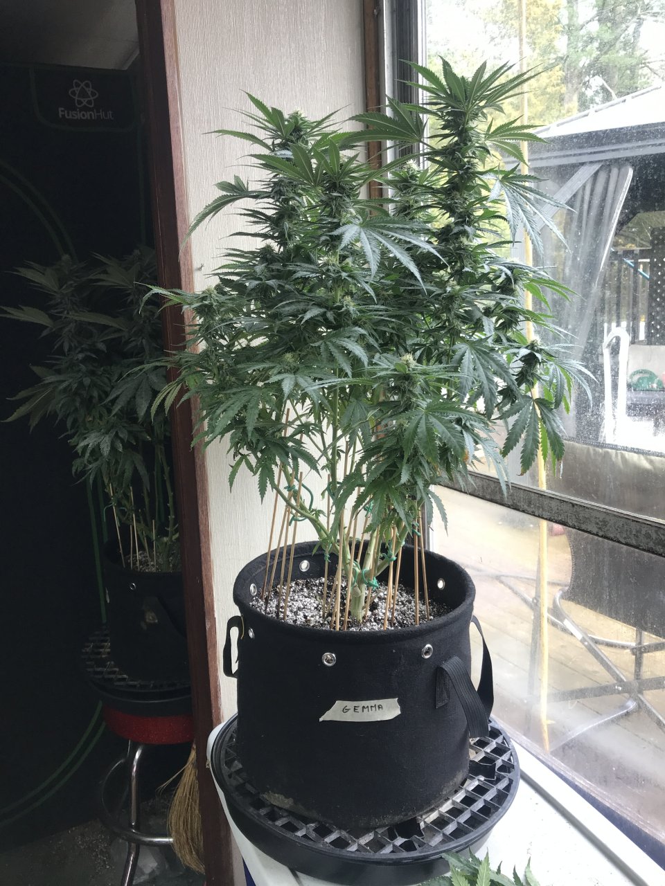 Girl Scout Cookies (Gemma)-Day 19F-x.JPG