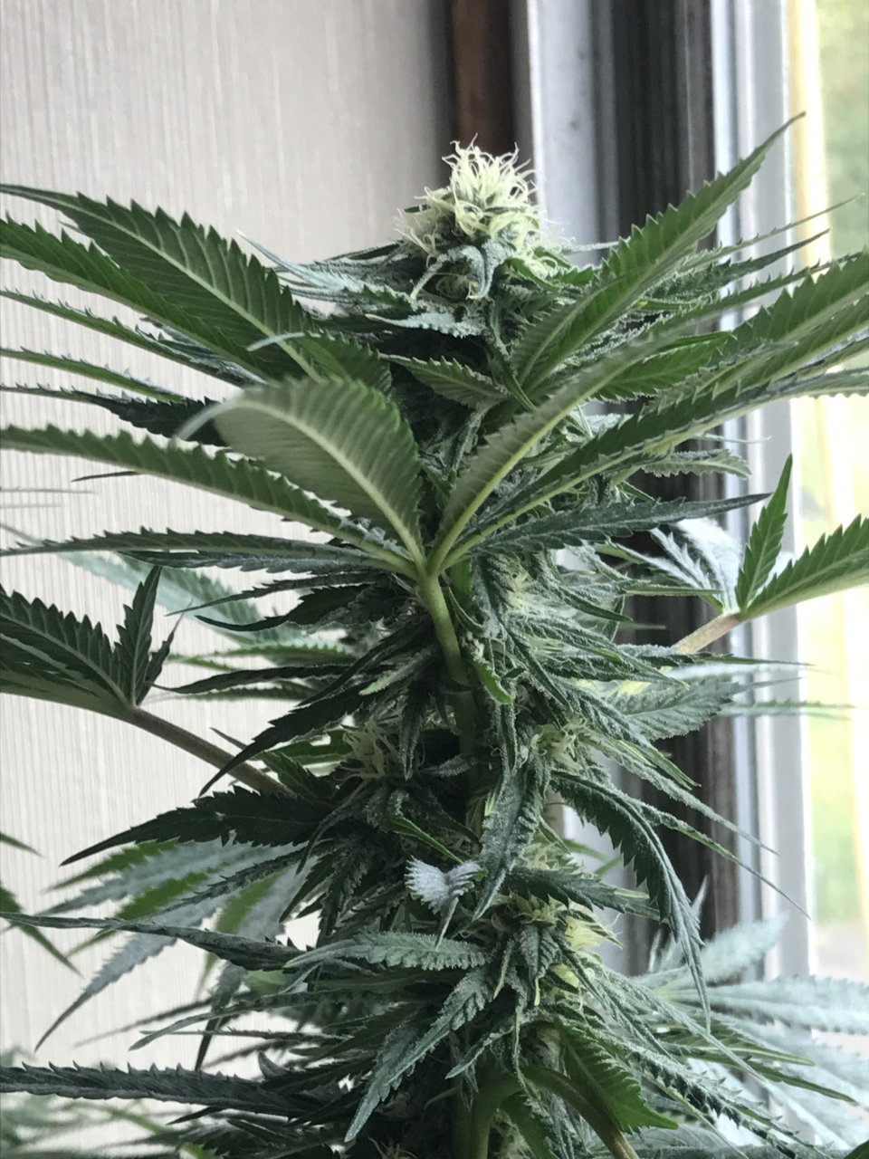 Girl Scout Cookies (Gemma)-Day 19F-y.JPG