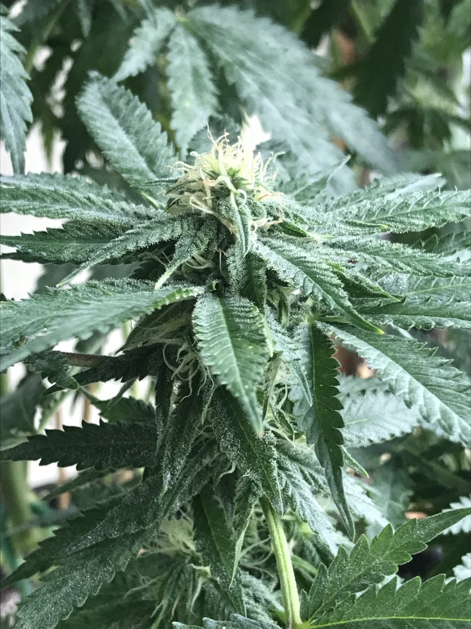 Girl Scout Cookies (Gemma)-Day 19F-z.JPG