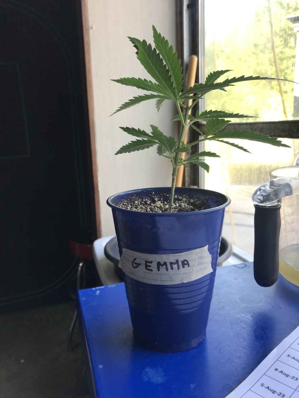 Girl Scout Cookies (Gemma)-Day 26-a.JPG