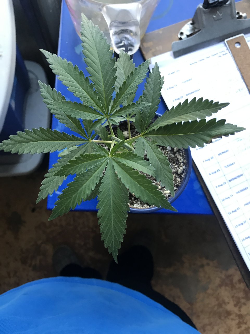 Girl Scout Cookies (Gemma)-Day 26-b.JPG