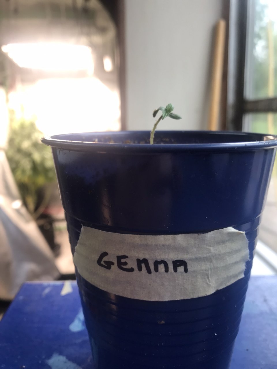 Girl Scout Cookies (Gemma)-Day 3-a.JPEG