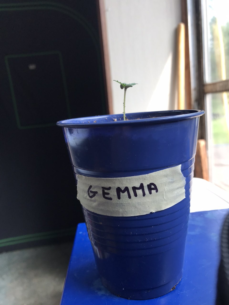 Girl Scout Cookies (Gemma)-Day 4-c.JPEG