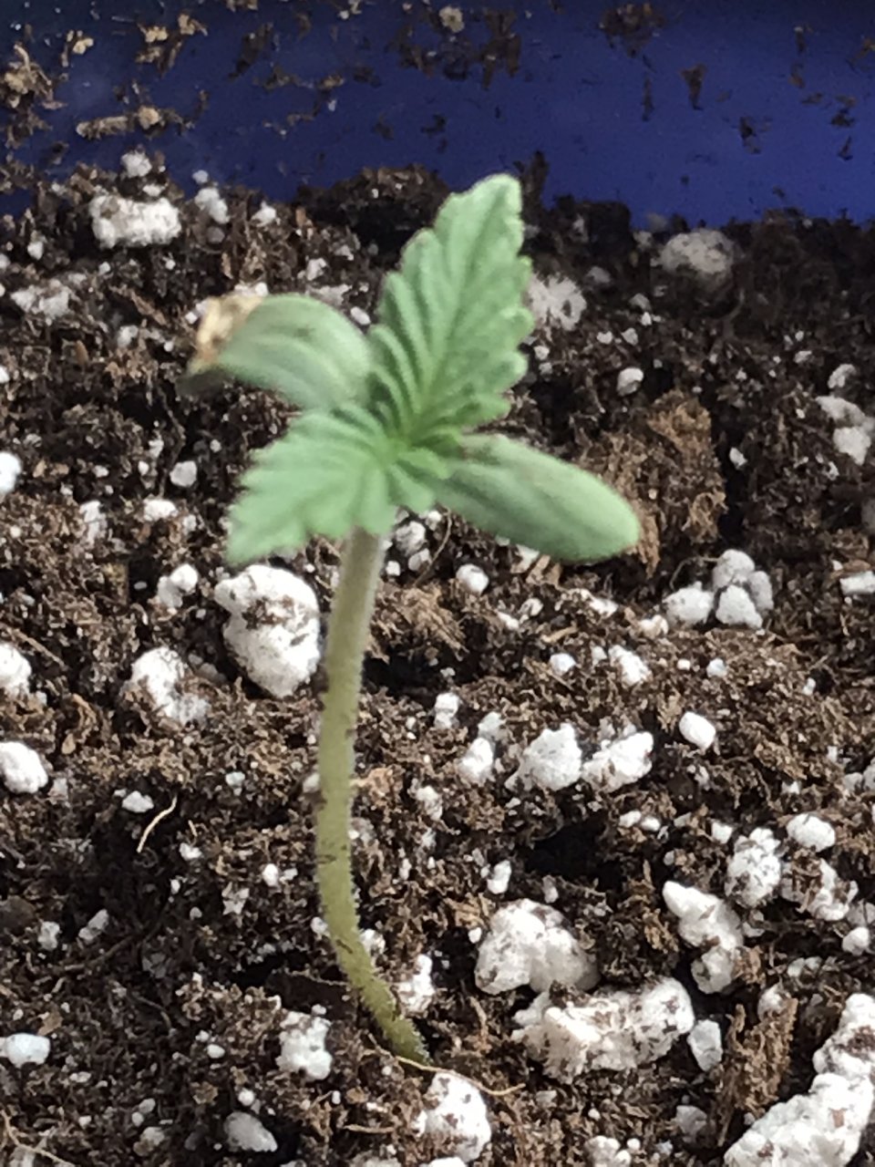 Girl Scout Cookies (Gemma)-Day 4-e.JPEG