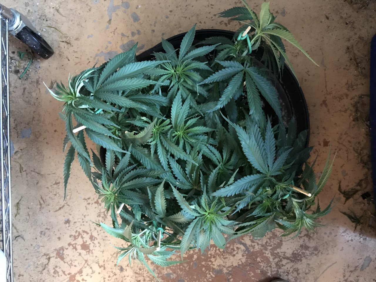 Girl Scout Cookies (Gemma)-Day 60-f.JPG