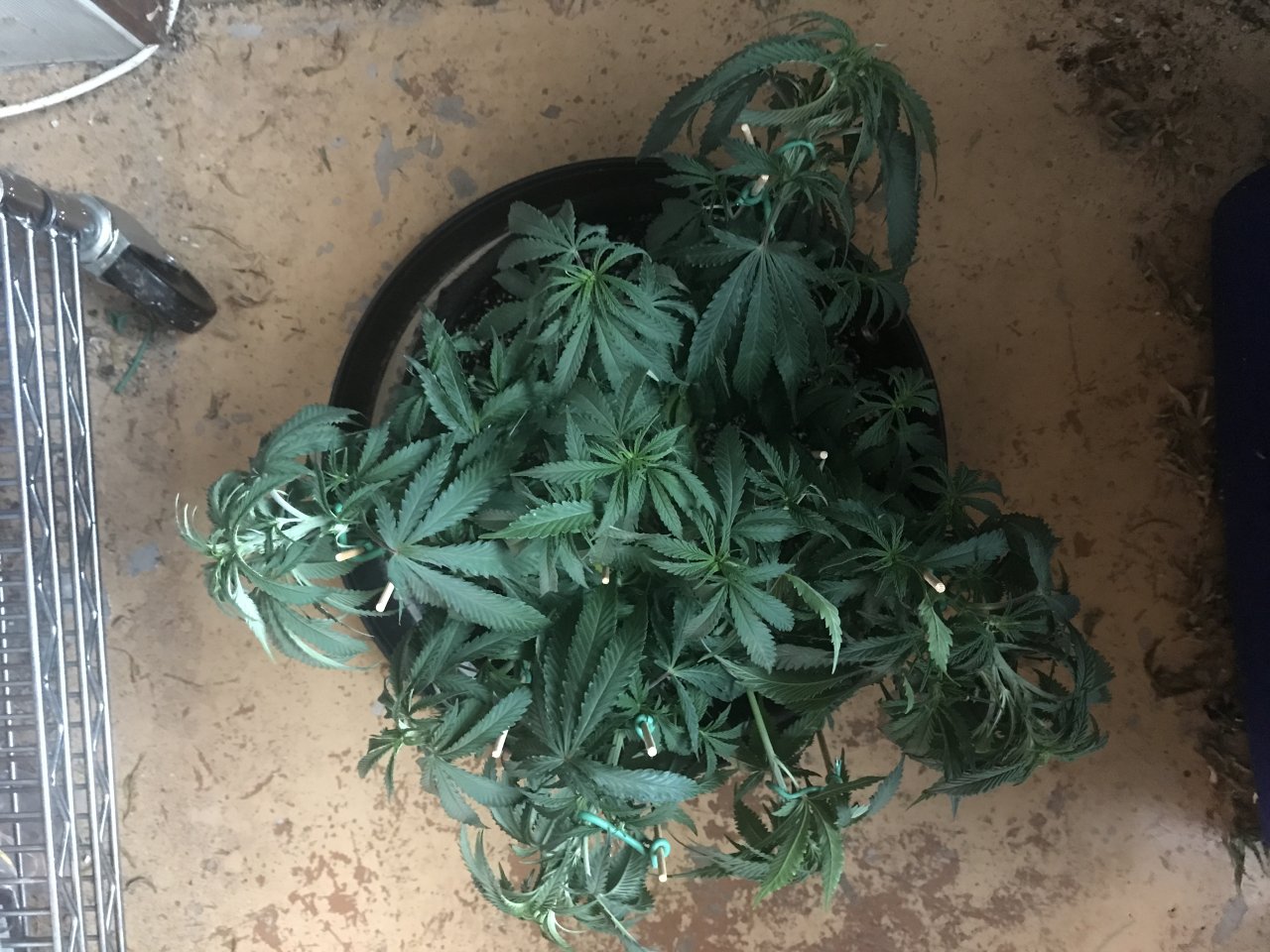 Girl Scout Cookies (Gemma)-Day 64-h.JPG