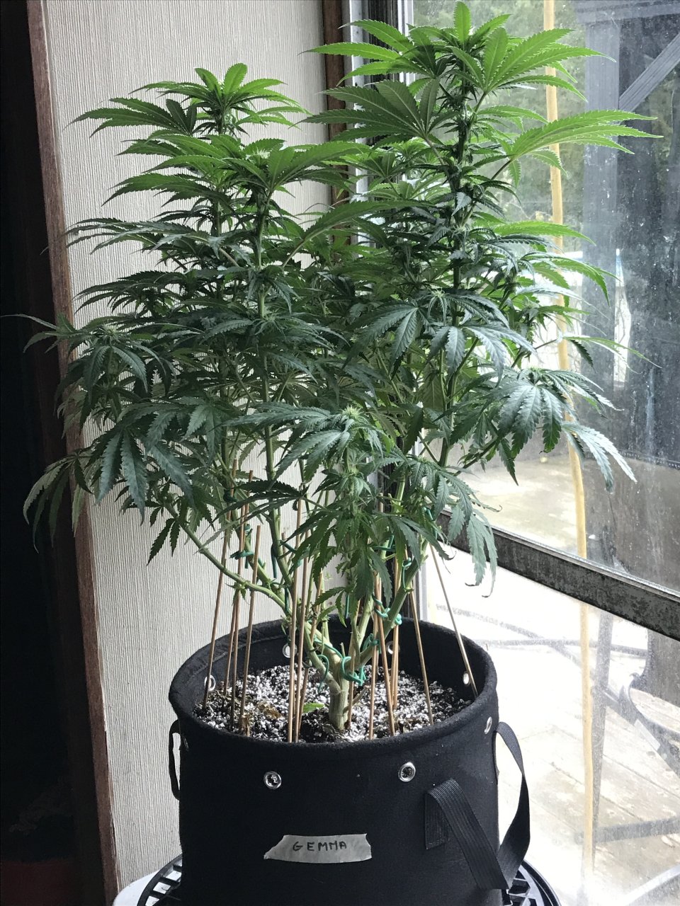 Girl Scout Cookies (Gemma)-Day 8F-k.JPG