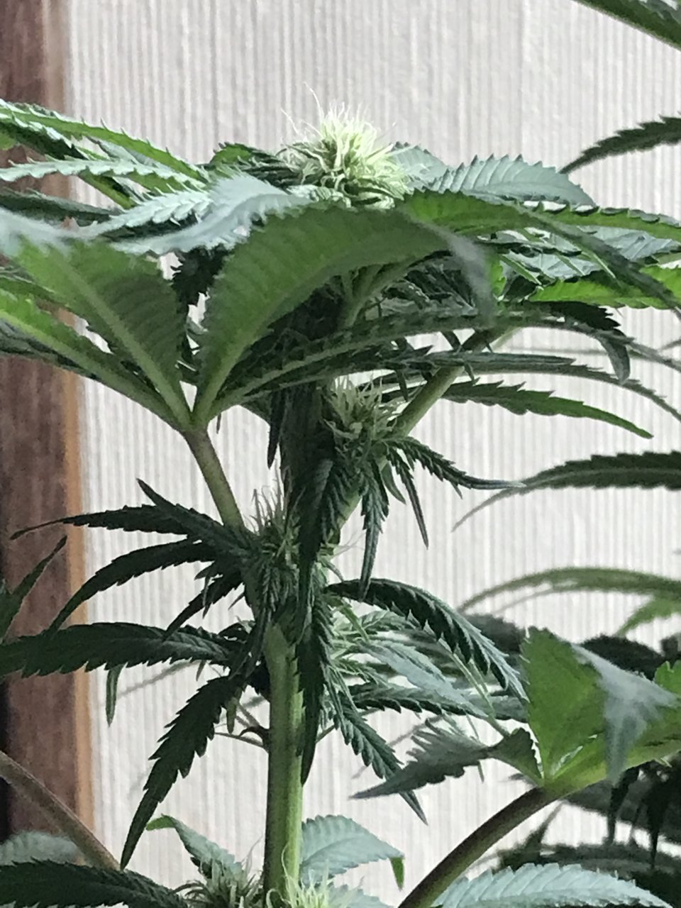 Girl Scout Cookies (Gemma)-Day 8F-l.JPG