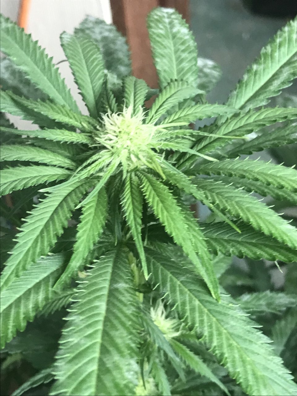 Girl Scout Cookies (Gemma)-Day 8F-q.JPG