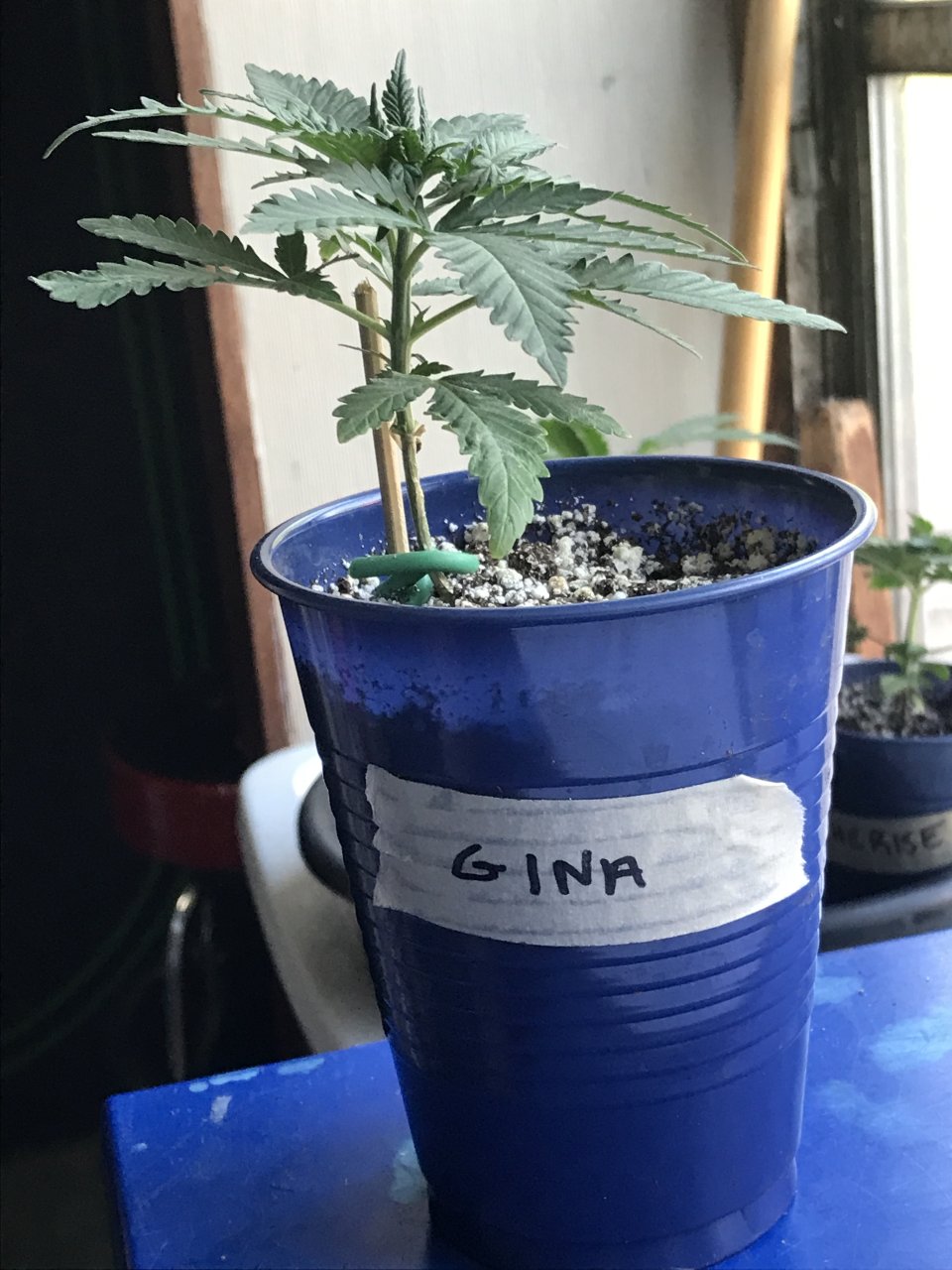 Girl Scout Cookies (Gina)-Day 26-c.JPG