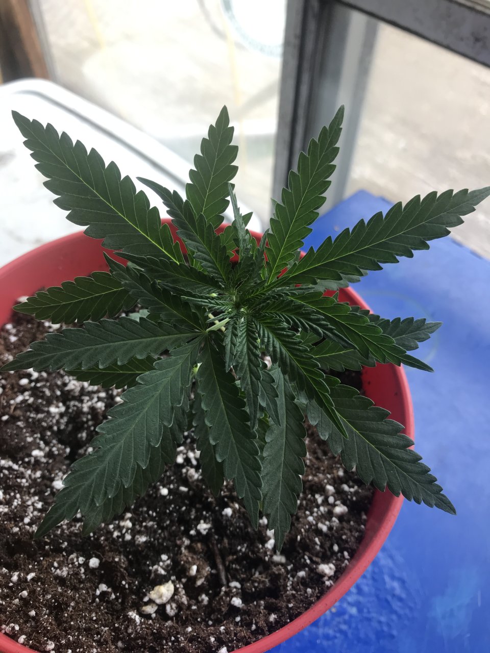 Girl Scout Cookies (Gina)-Day 28-f.JPG