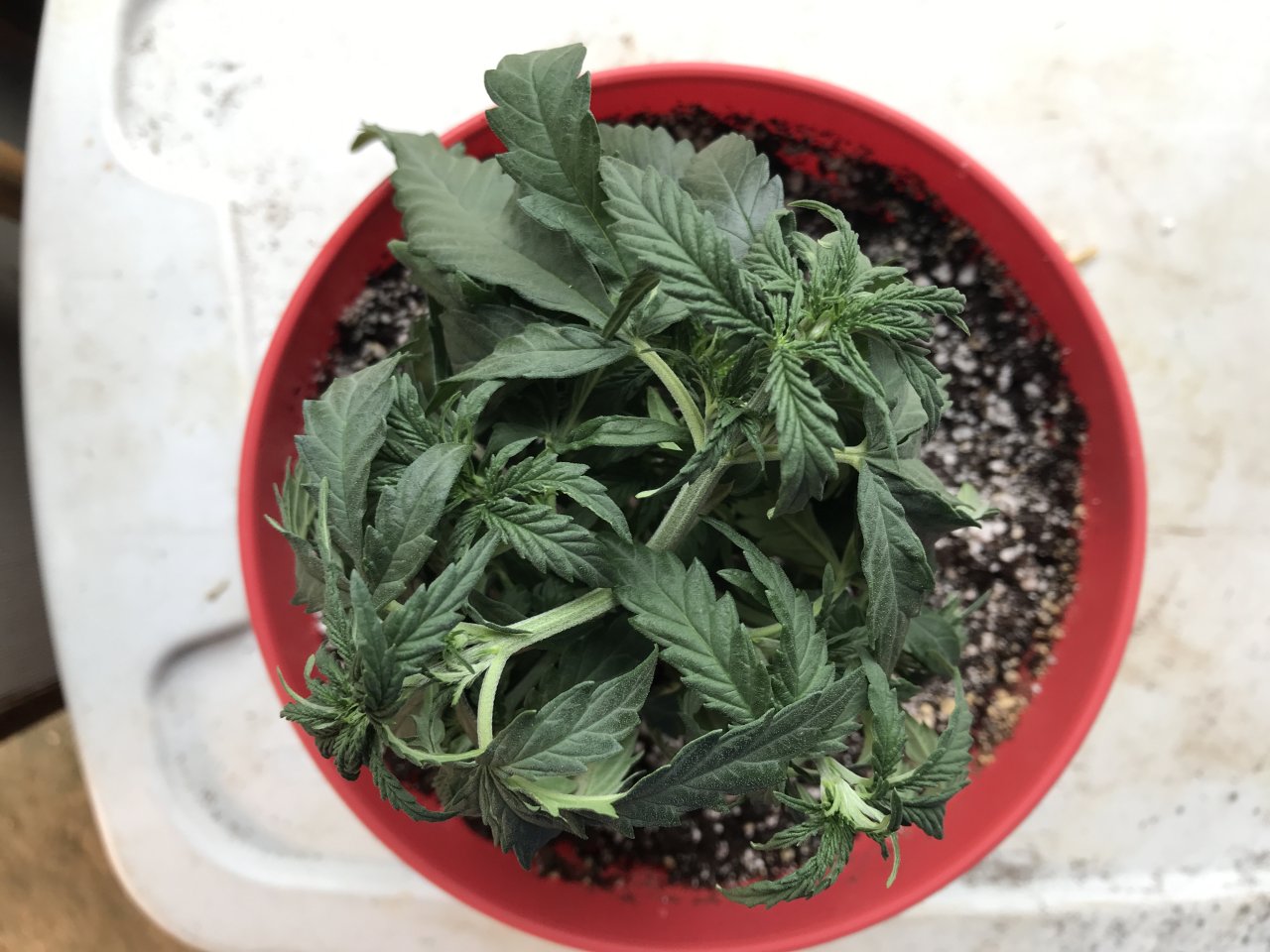 Girl Scout Cookies (Gina)-Day 40-i.JPG