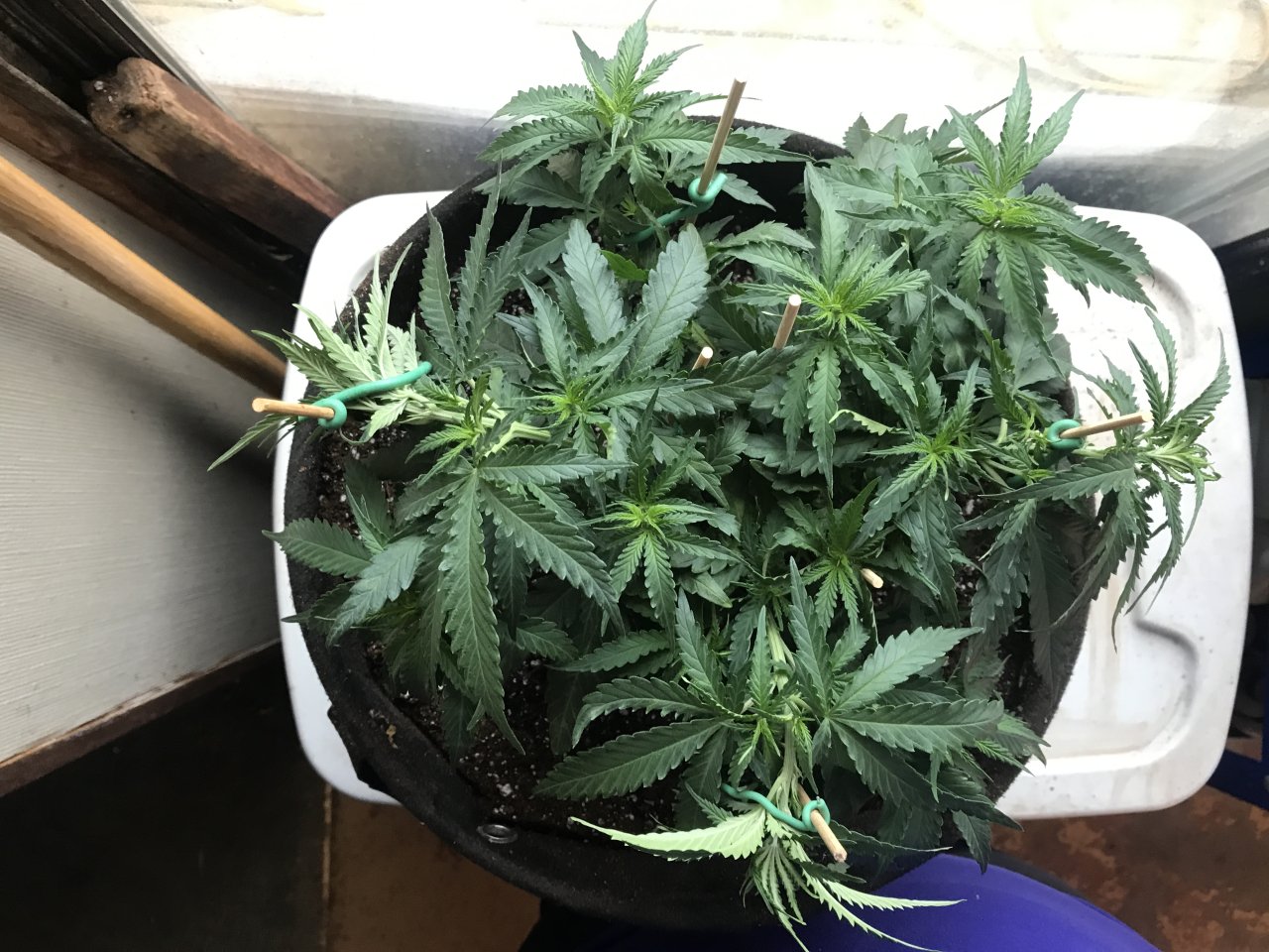 Girl Scout Cookies (Gina)-Day 52-b.JPG