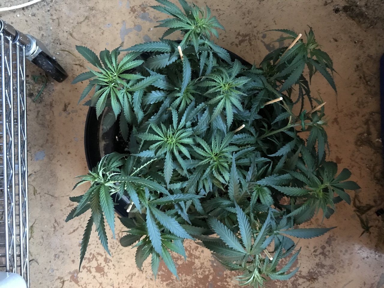 Girl Scout Cookies (Gina)-Day 60-f.JPG