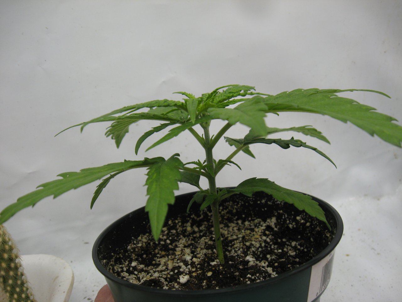 Girl Scout Cookies IMG_4001.JPG