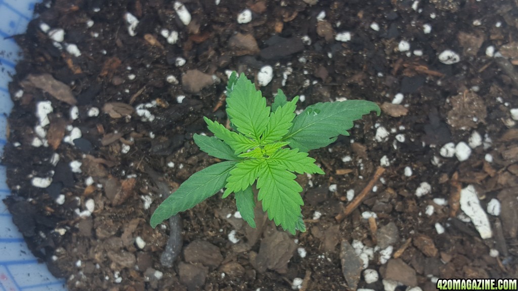 Girl Scout Cookies seedling!