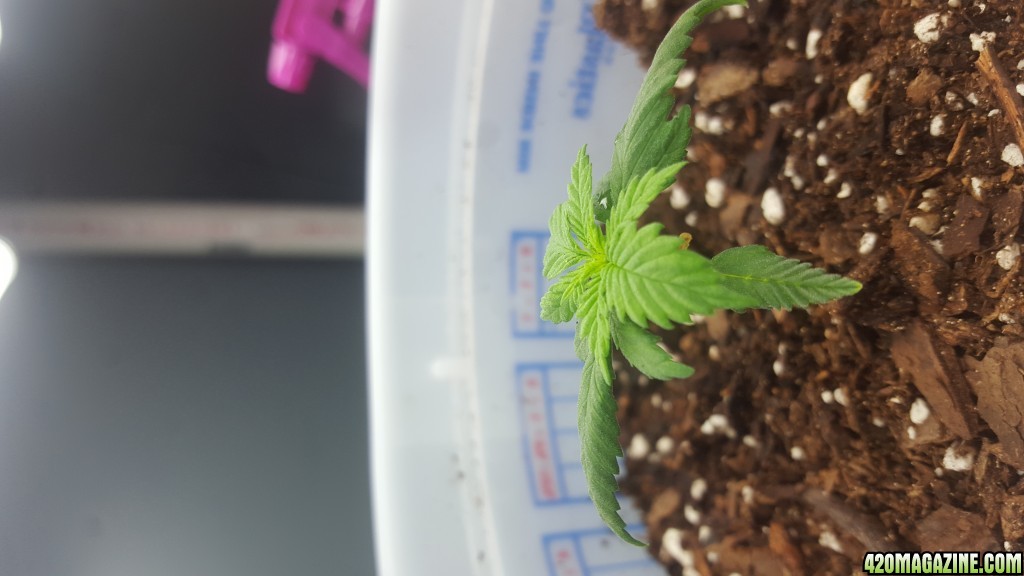 Girl Scout Cookies seedling!