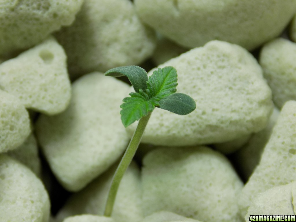 Girl Scout Cookies seedlings day 2