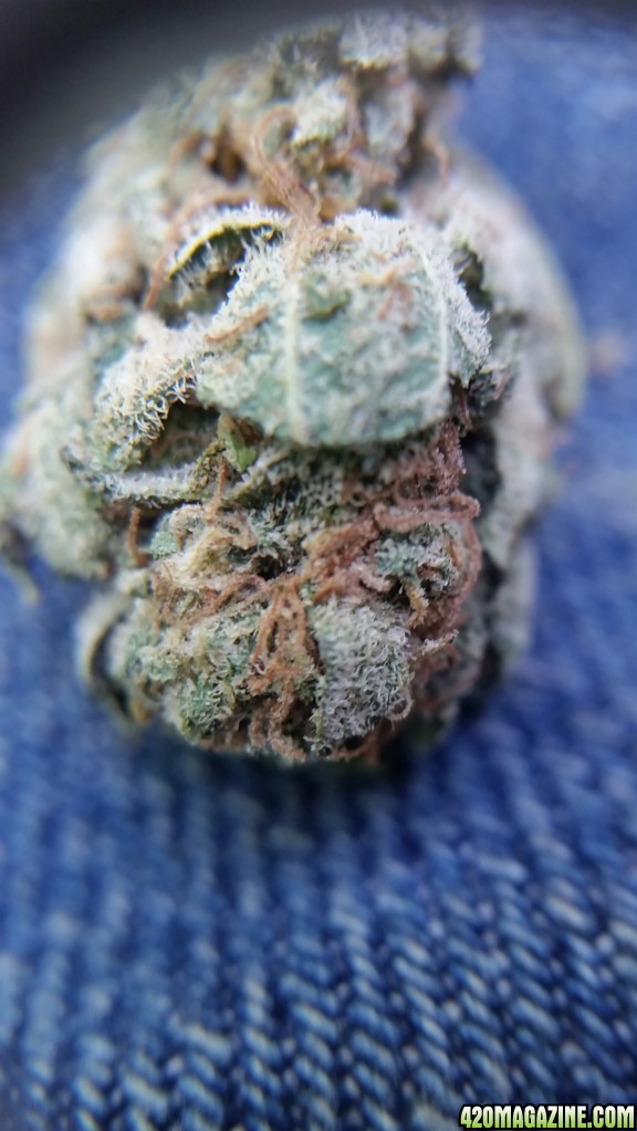 Girl Scout Cookies