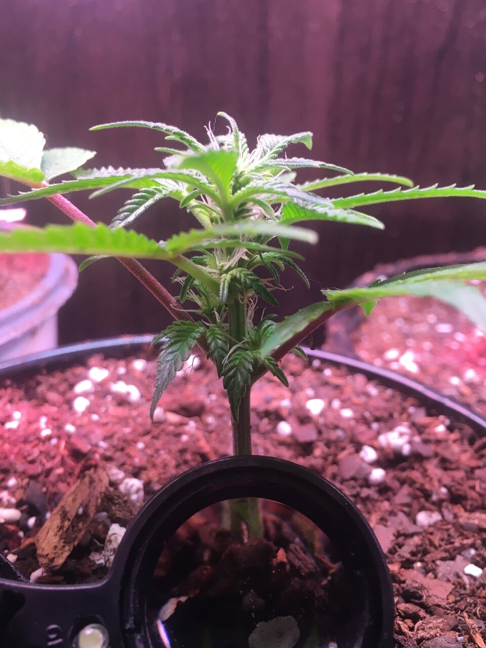 Girl Scout Monster Clone