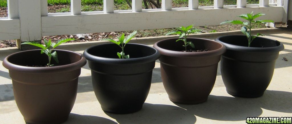 Girls on the porch sunning