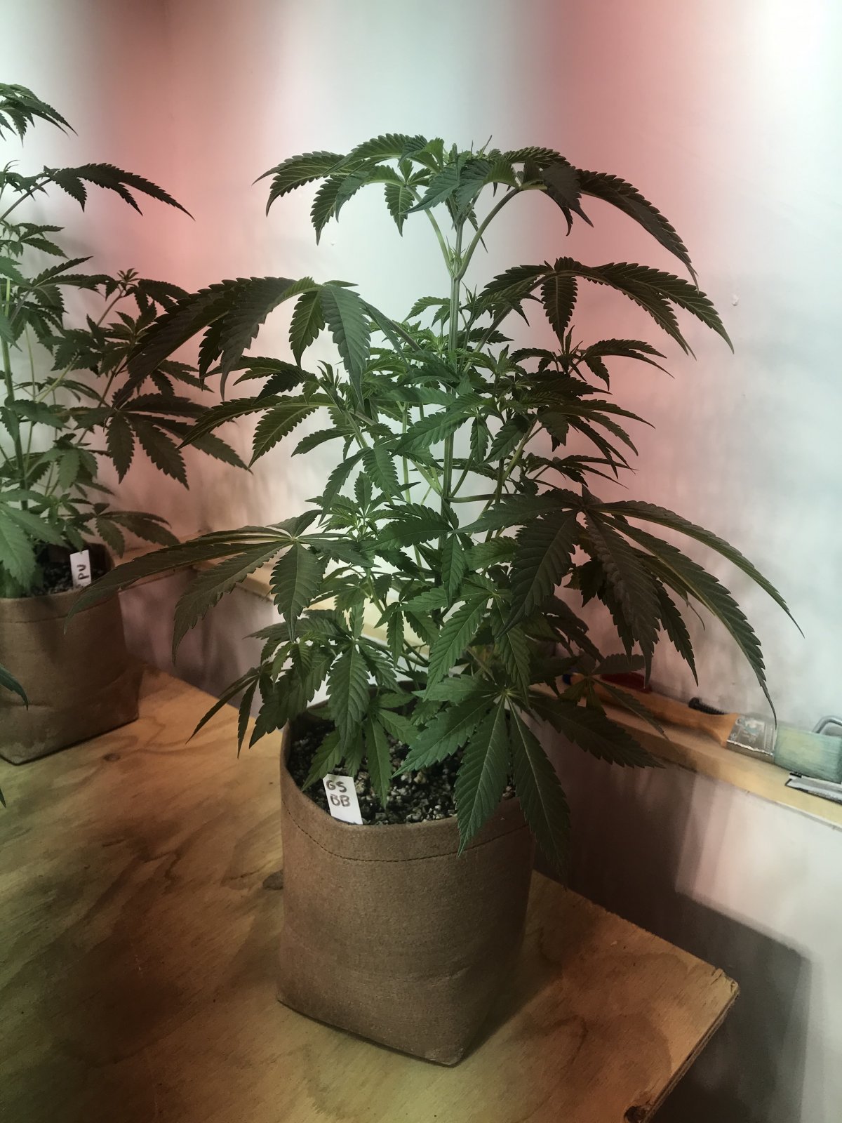 GirlScout Cookies Bruce Banner 7wks.jpg