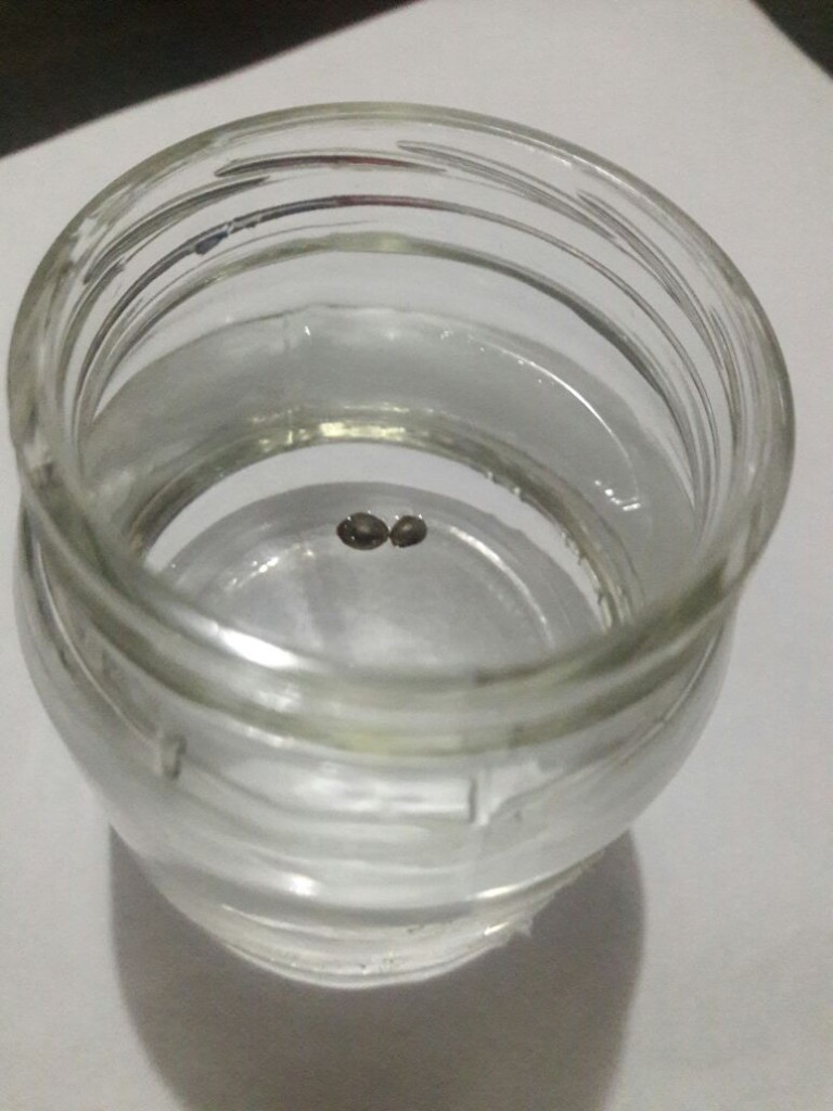 Glass of water Germination Method