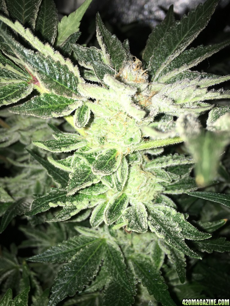 GL's Cookies @ week 8