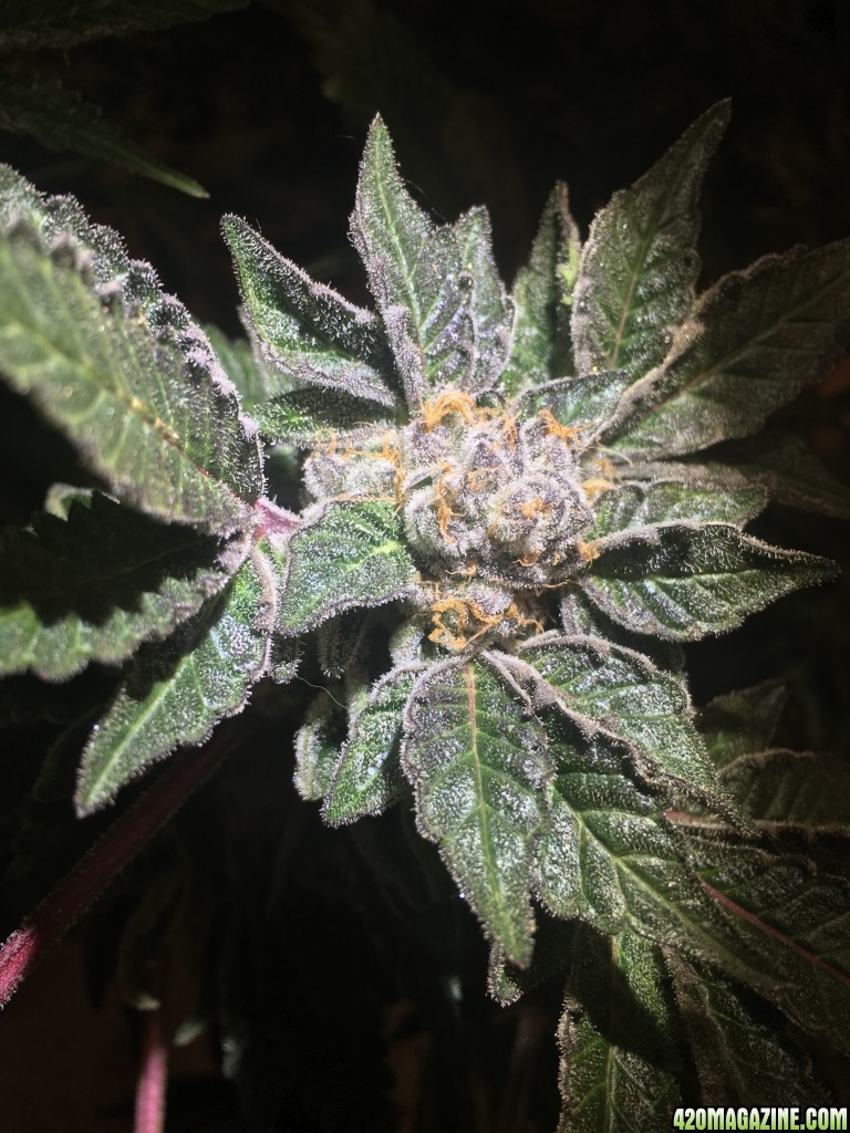 GL's Cookies @ week 8