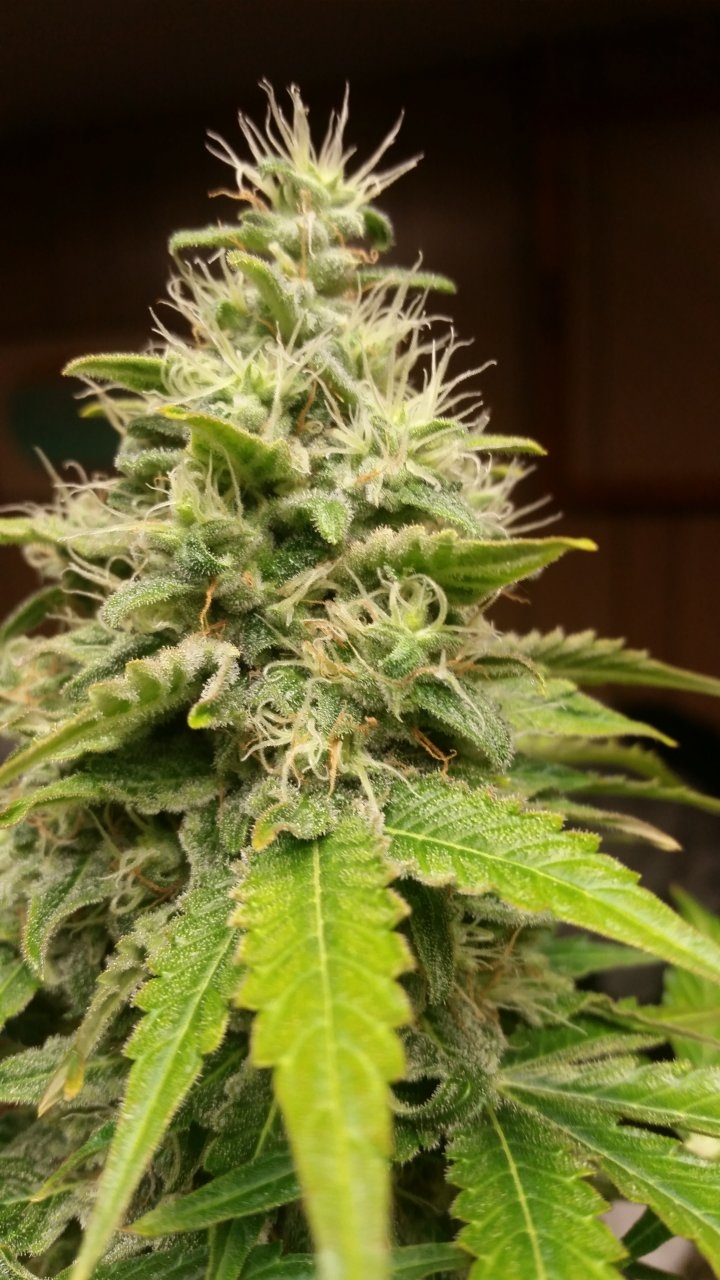 Gluberry og main bud 10MAY20 (1).jpg