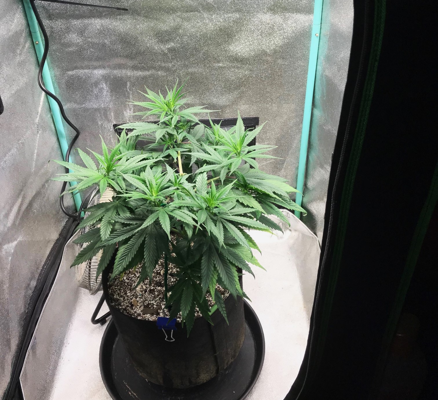 GM clone 3-12-23 F3.jpg