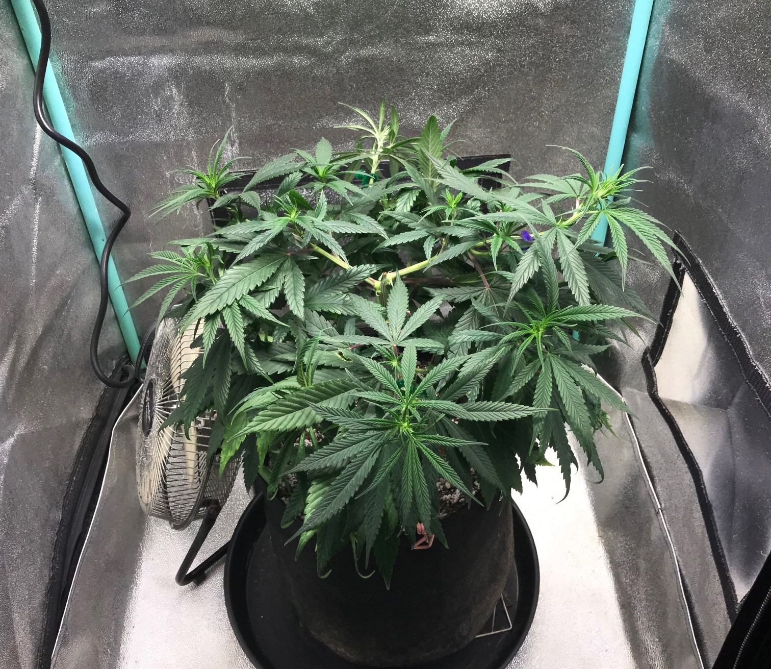 GM clone 3-15-23 F6.jpg