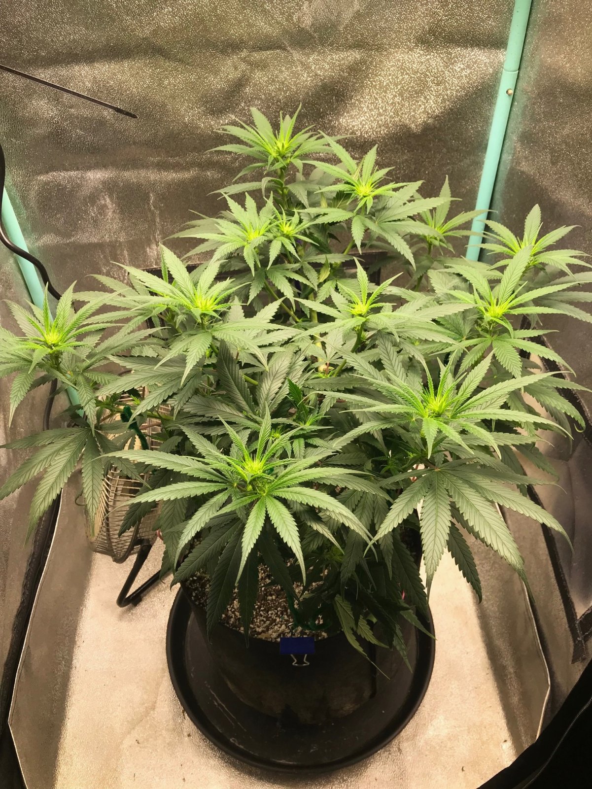 GM clone 3-22-23 F6.jpg