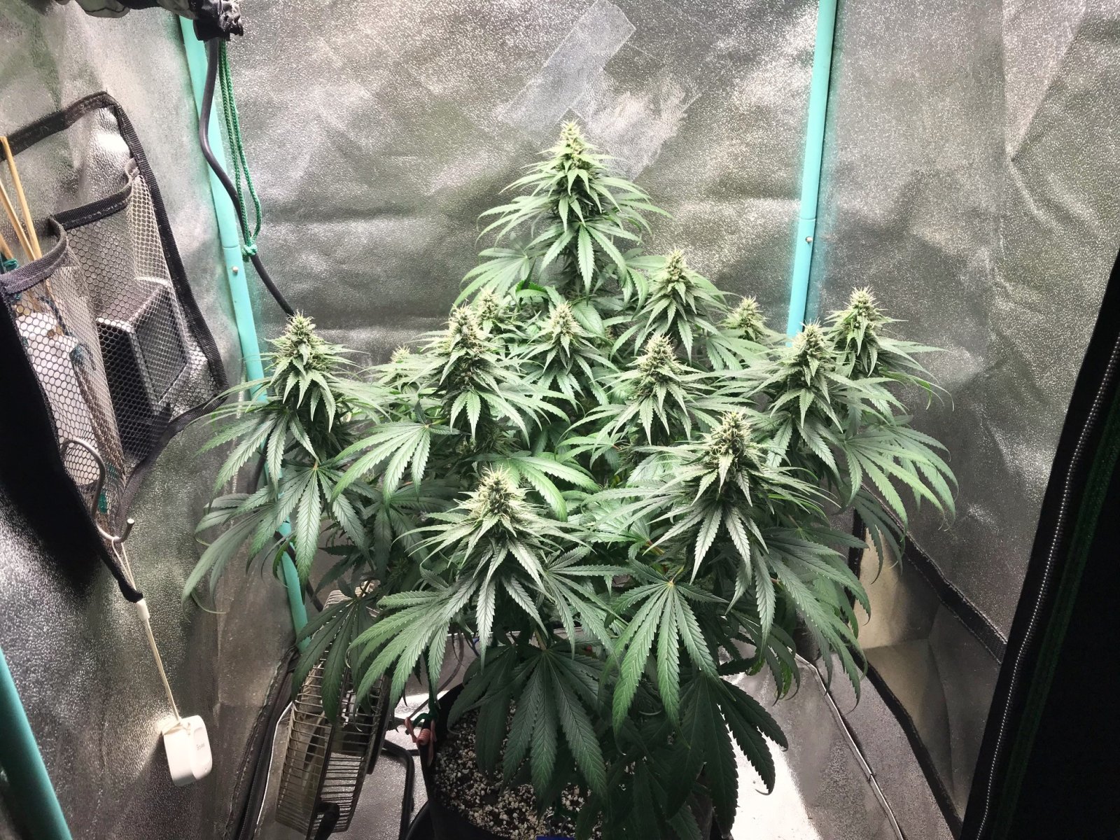 GM clone 4-14-23 F36.jpg